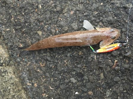 アジ釣りとエソ釣り